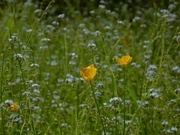 24th May 2023 - Buttercups and Forget-Me-Nots