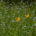 Buttercups and Forget-Me-Nots by 365anne