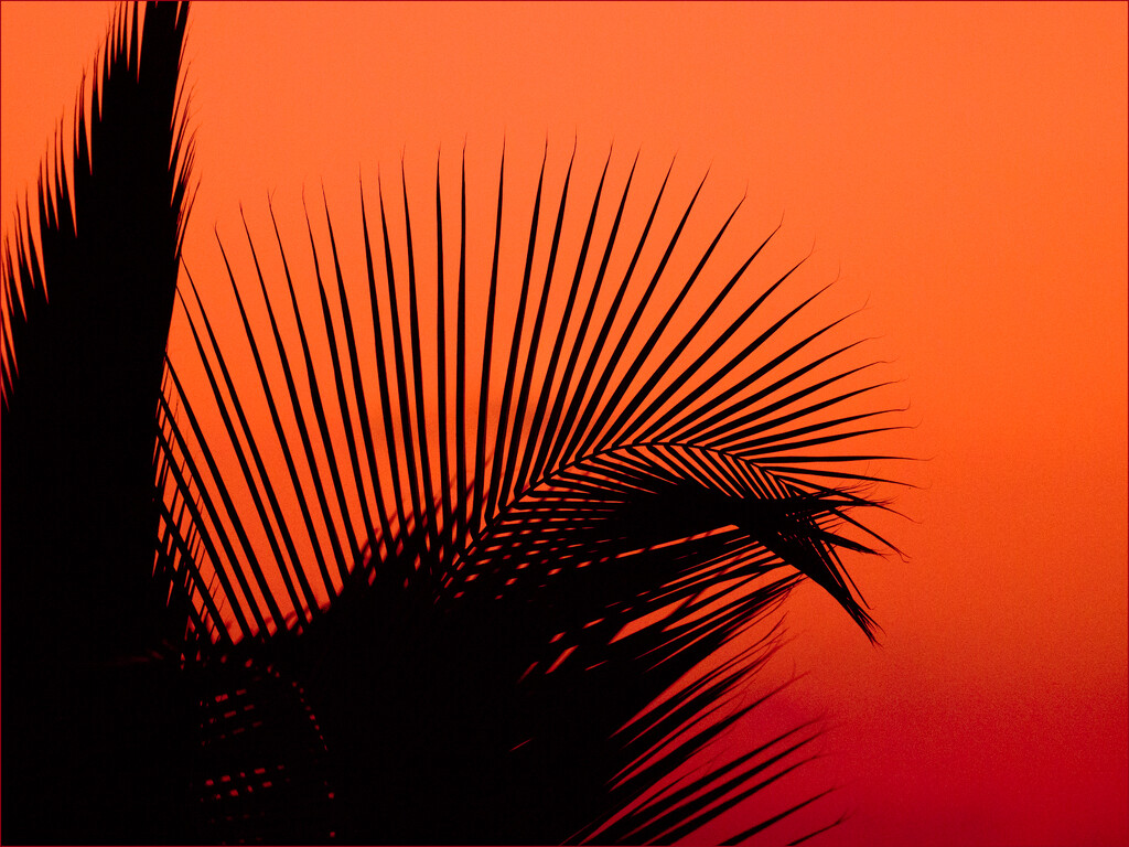 Silhouette Palm Leaf by marshwader