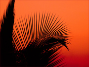 16th May 2023 - Silhouette Palm Leaf