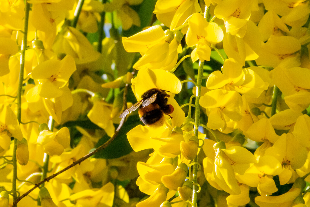 Busy Bee by carole_sandford