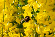 24th May 2023 - Busy Bee