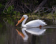 22nd May 2023 - white pelican