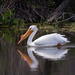 white pelican by aecasey