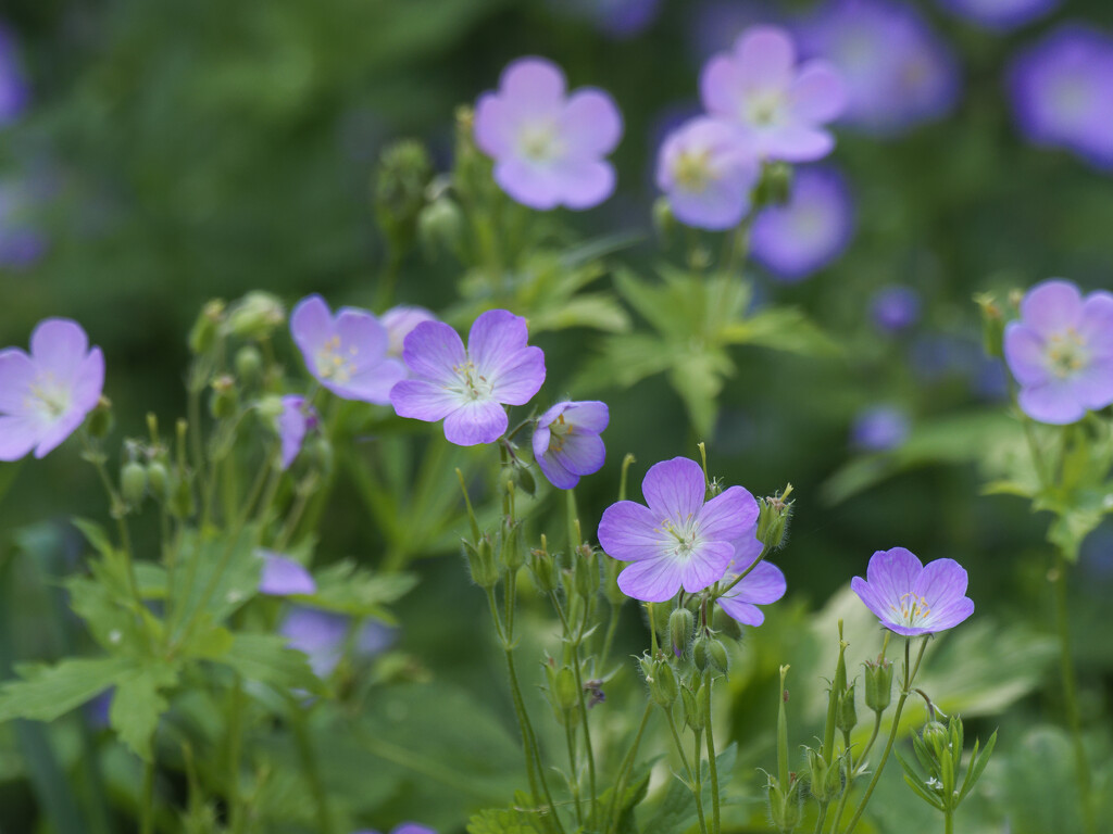 wild geranium patch by rminer