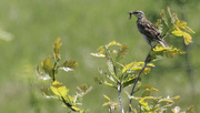 24th May 2023 - Eastern meadowlark