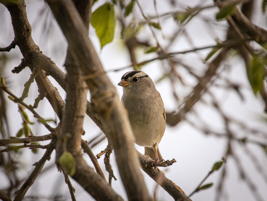 white crown sparrow by aecasey