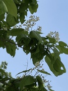 23rd May 2023 - The beautiful blossoms of the Tulip Tree.