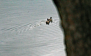 8th May 2023 - May 8 Two Male Mallards Swimming Fast