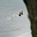 May 8 Two Male Mallards Swimming Fast by georgegailmcdowellcom