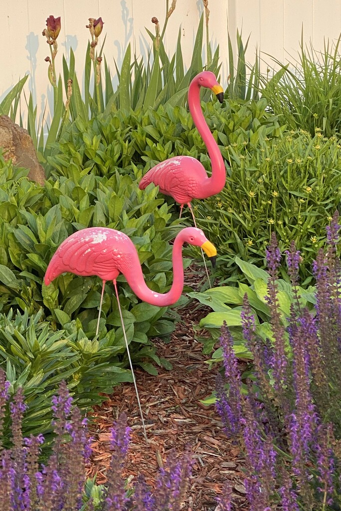 These flamingos live next door. by tunia