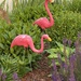 These flamingos live next door.