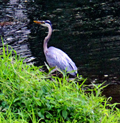 13th May 2023 - May 13 Blue Heron The Hunt Begins IMG_3413