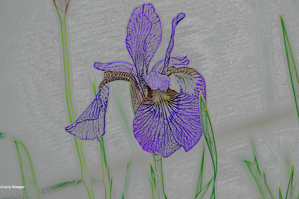 Purple Iris artistic by larrysphotos