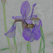 Purple Iris artistic