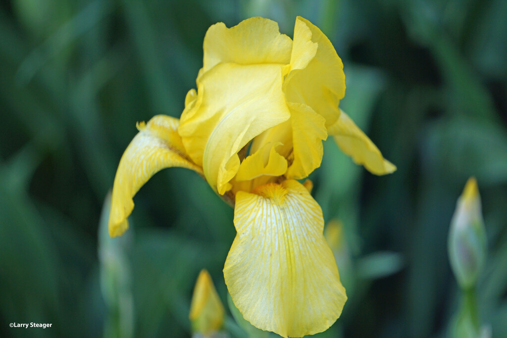 Yellow Iris by larrysphotos