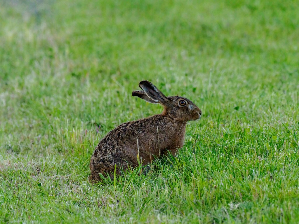 Hare  by padlock