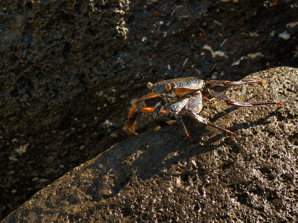 Rock Crab by marshwader