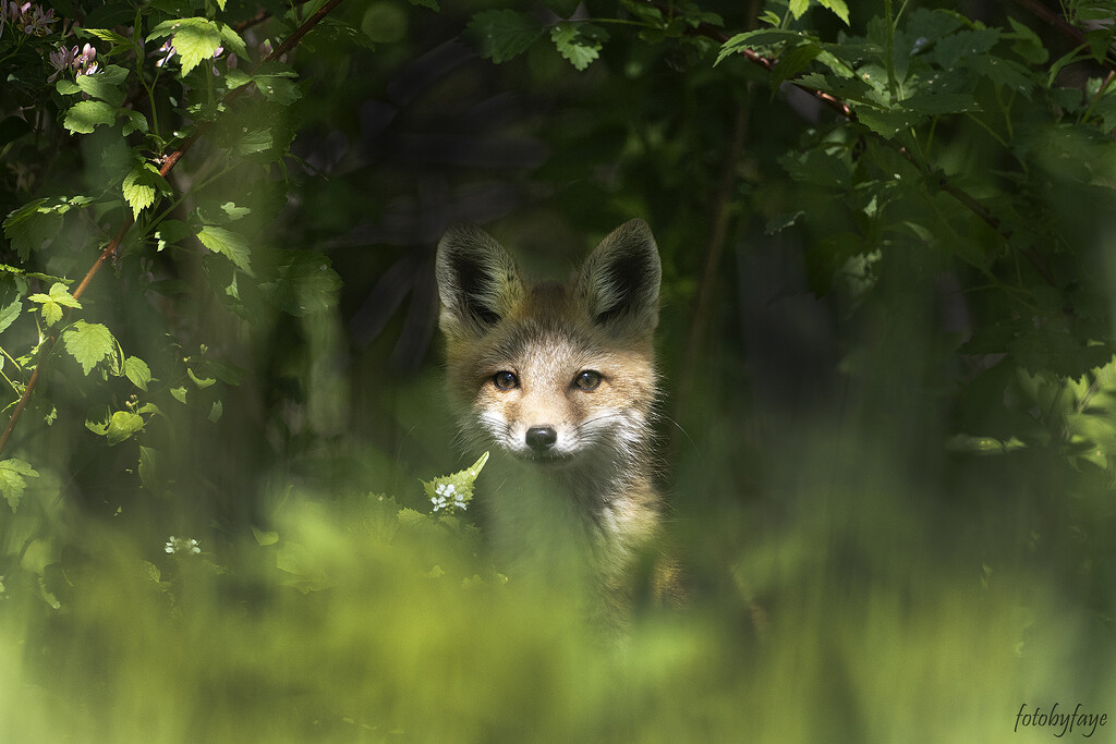 Sweet fox kit by fayefaye