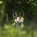 Sweet fox kit by fayefaye