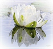 24th May 2023 - Water Lily & Damselfly
