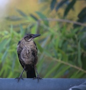 22nd May 2023 - great-tailed grackle