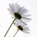 Oxeye daisy by catangus