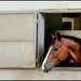 Contemplating  by cocokinetic