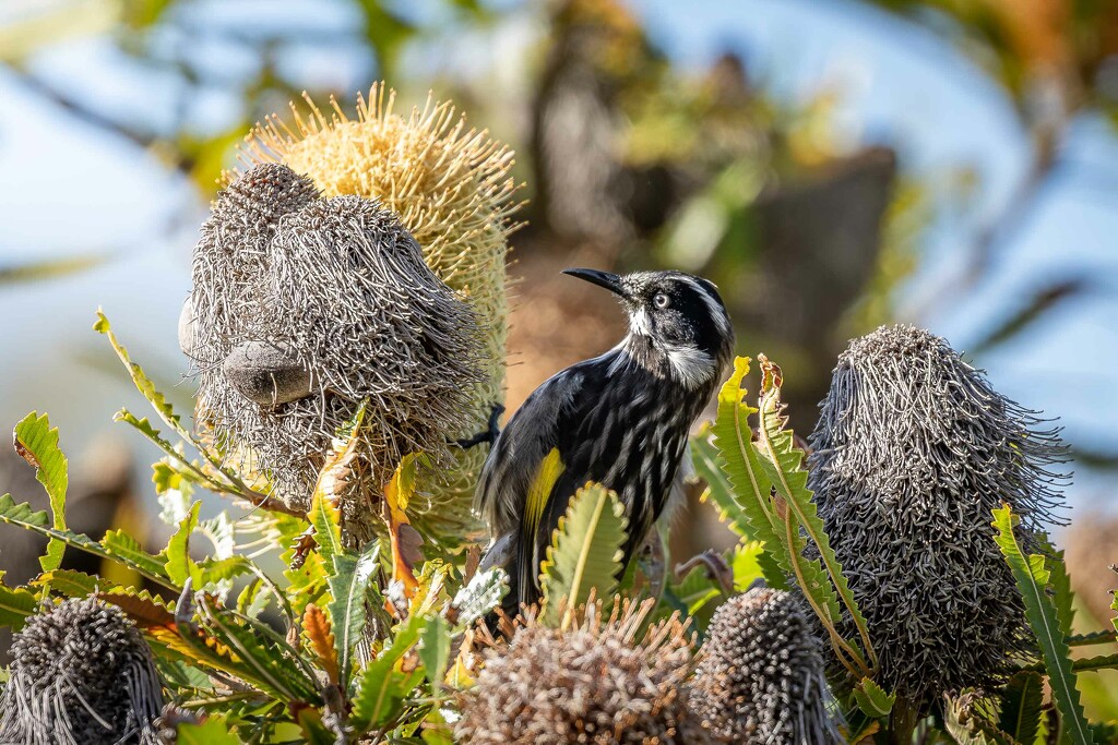 New Holland  honey eater in the Big Bad Banksia men by pusspup
