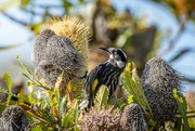 25th May 2023 - New Holland  honey eater in the Big Bad Banksia men