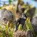 New Holland  honey eater in the Big Bad Banksia men
