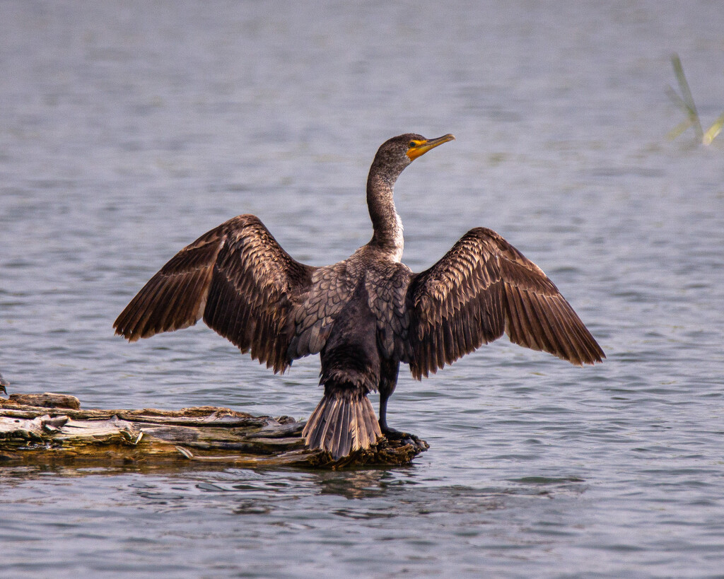 cormorant by aecasey