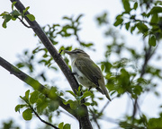 22nd May 2023 - wilderness vireo