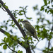 wilderness vireo by aecasey