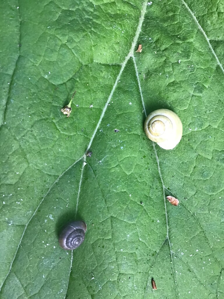 Snails by jab