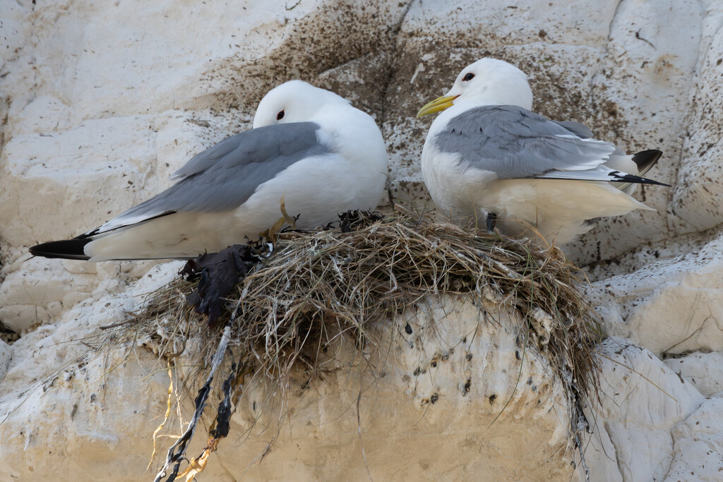 Nesting Gulls Flamborough by lumpiniman