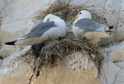 23rd May 2023 - Nesting Gulls Flamborough