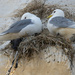 Nesting Gulls Flamborough
