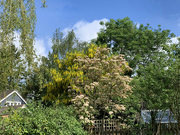 24th May 2023 - Lovely Laburnum tree in the neighbours garden..........768