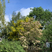 Lovely Laburnum tree in the neighbours garden..........768 by neil_ge