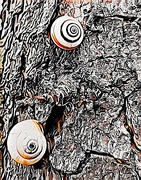 25th May 2023 - 143 - Old snail shells