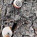 143 - Old snail shells