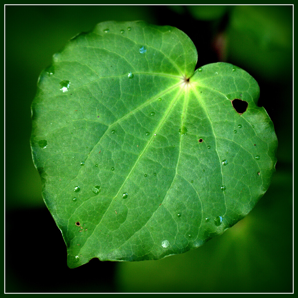 Kawakawa leaf by dide