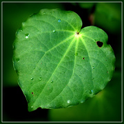 25th May 2023 - Kawakawa leaf