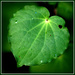 Kawakawa leaf by dide