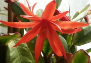 25th May 2023 - Orange flowering cactus.