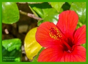 25th May 2023 - Hibiscus