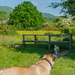 Blossom and buttercups