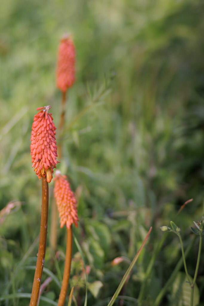 Red Hot Pokers by marshwader