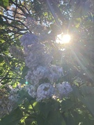 25th May 2023 - Half Lilac Half Sunny Bit